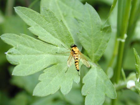 キアシキンシギアブ