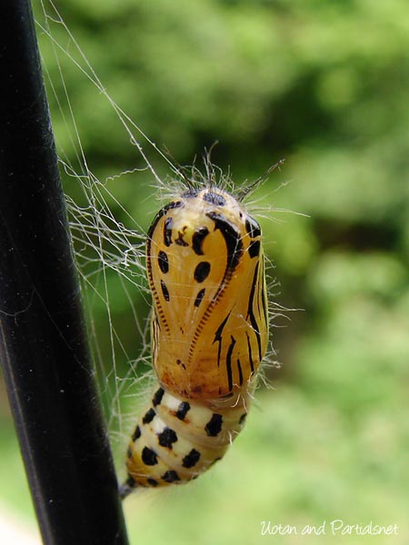 キアシドクガの蛹