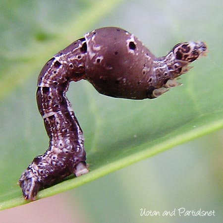 マエキオエダシャクの幼虫