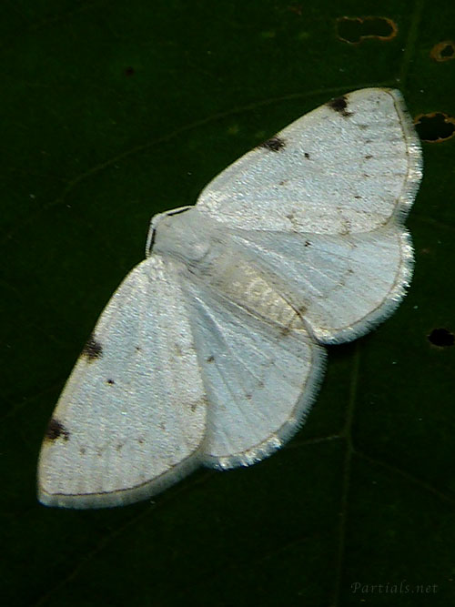 フタホシシロエダシャク