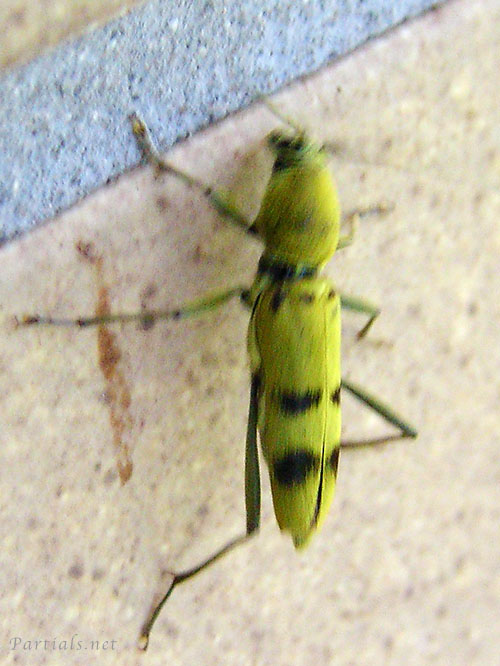 フタオビミドリトラカミキリ