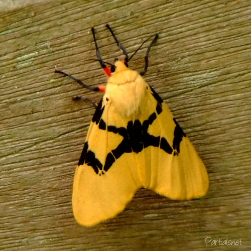 フタスジヒトリ