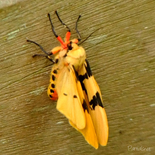 フタスジヒトリ