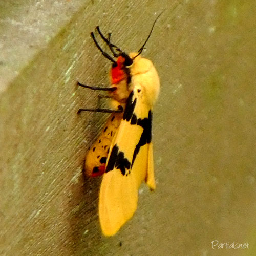 フタスジヒトリ