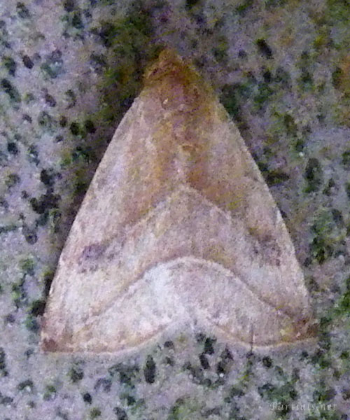 フタテンアツバ