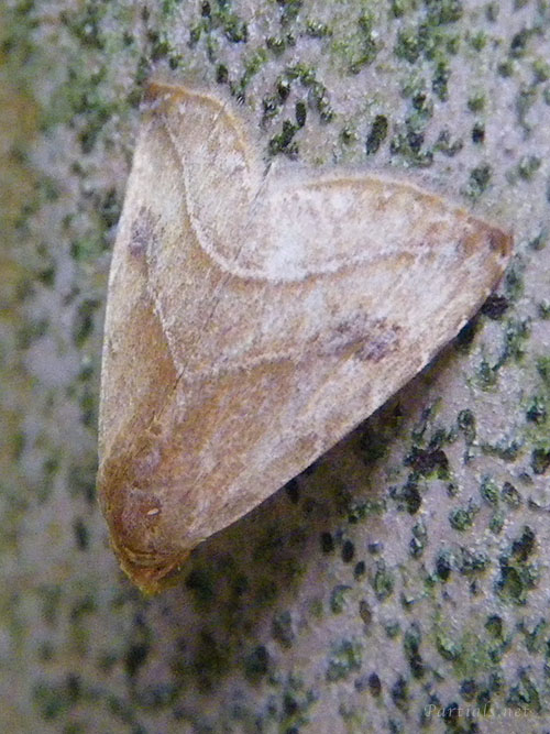 フタテンアツバ