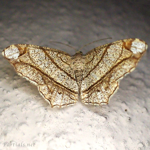 フタテンオエダシャク