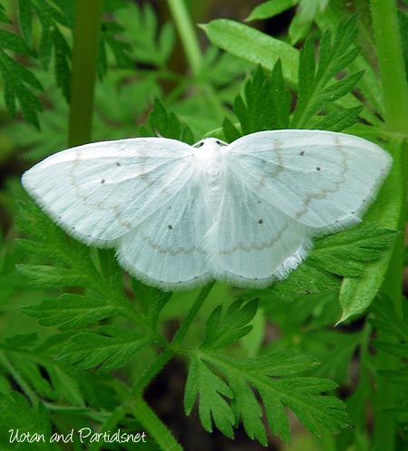 フタテンシロカギバ