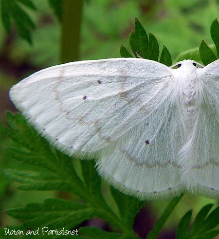 フタテンシロカギバ