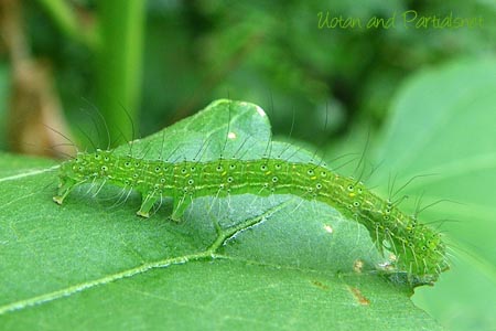 フタトガリコヤガの幼虫