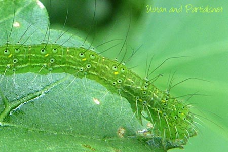 フタトガリコヤガの幼虫