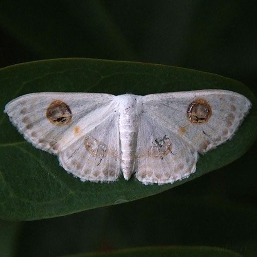 フタツメオオシロヒメシャク