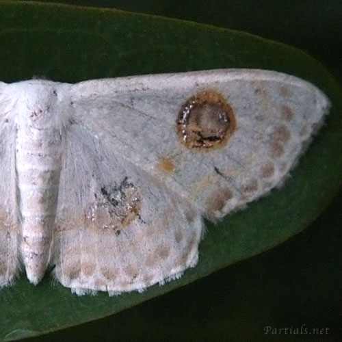 フタツメオオシロヒメシャク