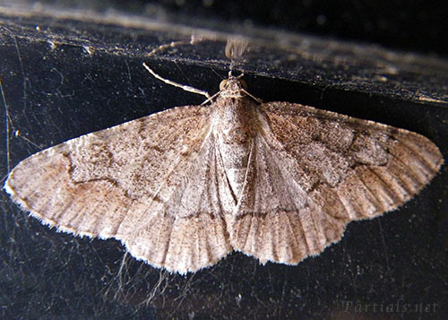 フタヤマエダシャク