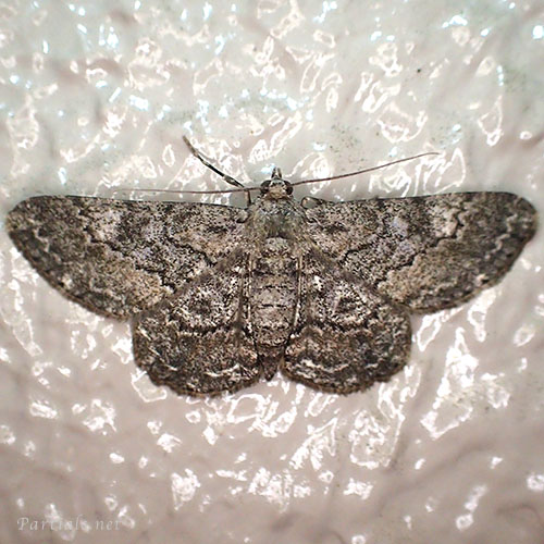 フトスジエダシャク