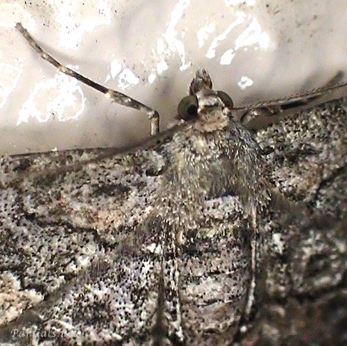 フトスジエダシャク