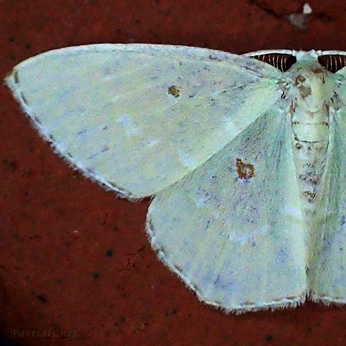 コヨツメアオシャク