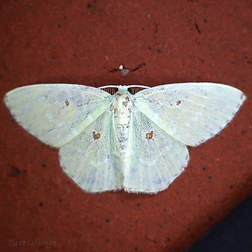 コヨツメアオシャク