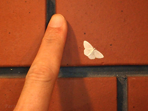 コヨツメアオシャク