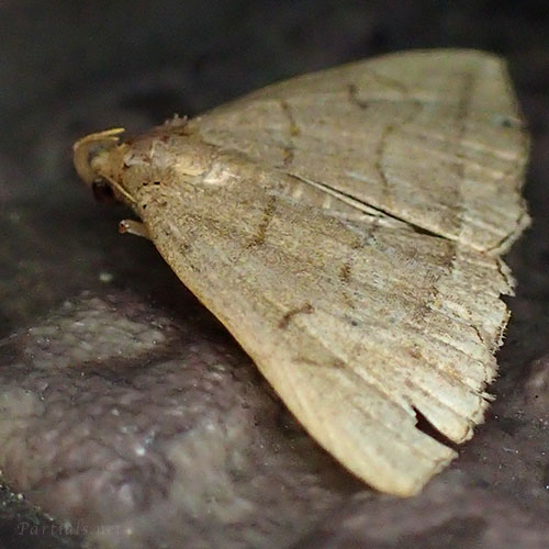 アツバの一種 class=