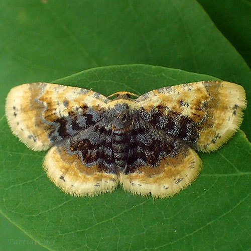 ウチムラサキヒメエダシャク