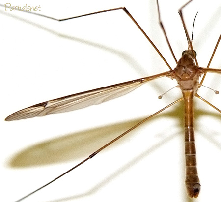 Tipula sp.