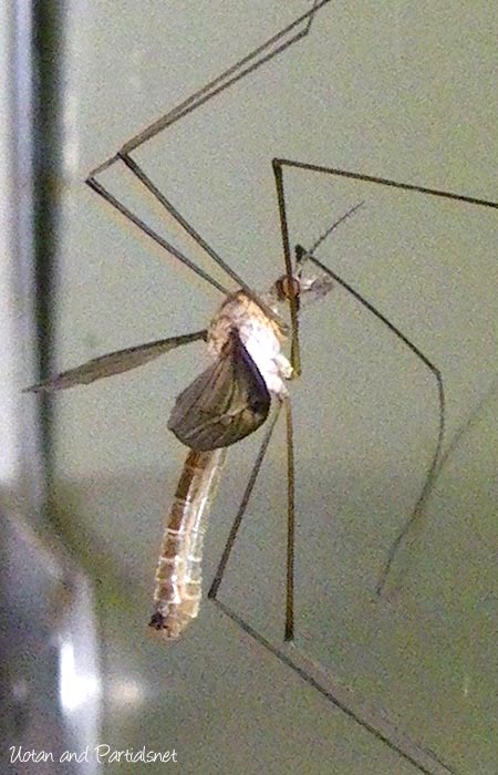 Tipula sp.