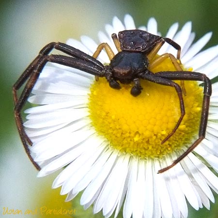 ガザミグモ　♂