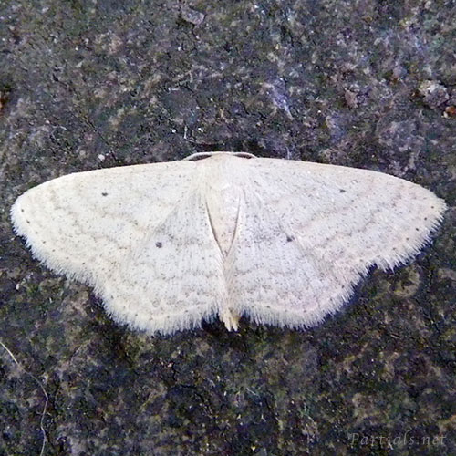 ギンバネヒメシャク？