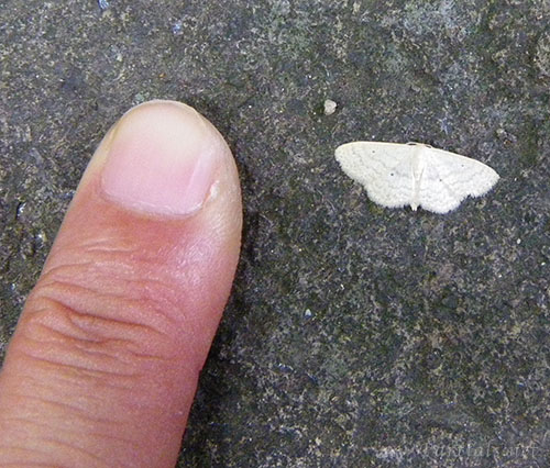 ギンバネヒメシャク？