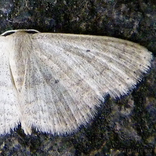 ギンバネヒメシャク？