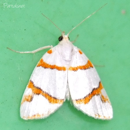 ギンボシリンガ