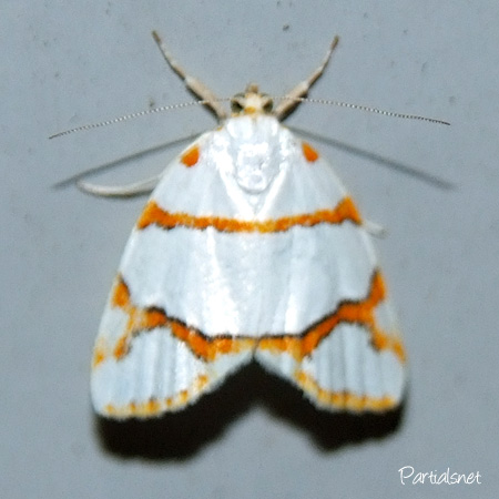 ギンボシリンガ