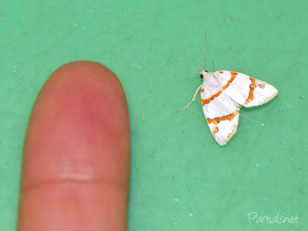 ギンボシリンガ