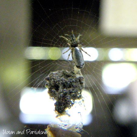 ギンメッキゴミグモ