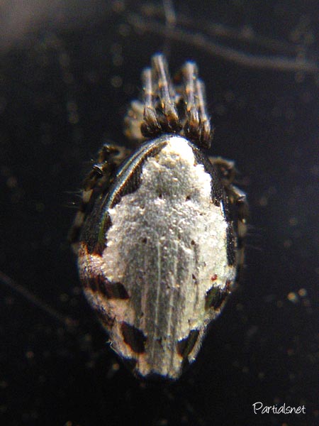 ギンメッキゴミグモ