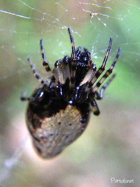 ギンメッキゴミグモ