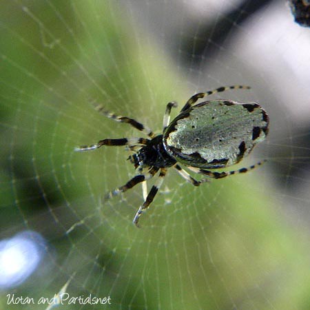 ギンメッキゴミグモ