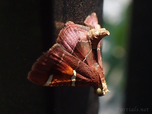 ギンモンシマメイガ