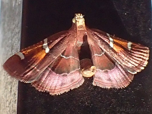 ギンモンシマメイガ