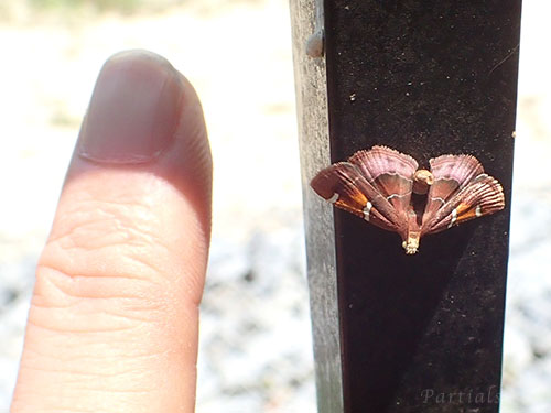 ギンモンシマメイガ