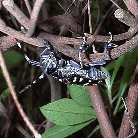 ゴマダラカミキリ