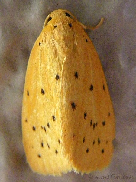 ゴマダラキコケガ