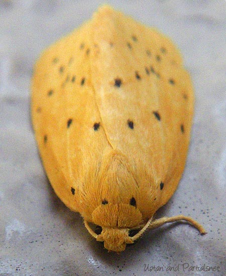 ゴマダラキコケガ