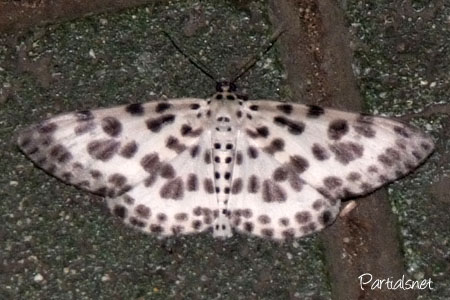 ゴマダラシロエダシャク