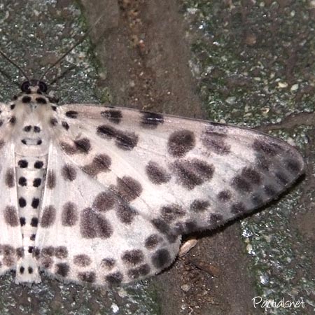 ゴマダラシロエダシャク