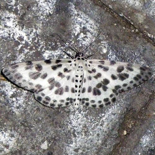 ゴマダラシロエダシャク