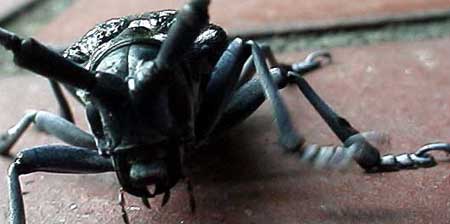 ゴマダラカミキリ、アップ