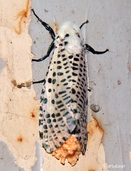 ゴマフボクトウ