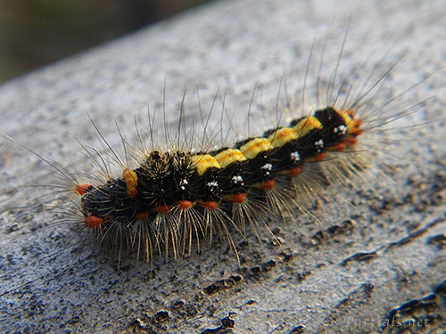 ゴマフリドクガ幼虫